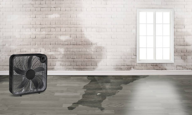 Best Flood restoration services  in Utica, NE